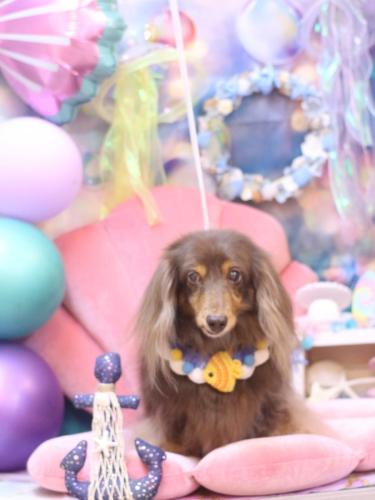 20240811ココアちゃん